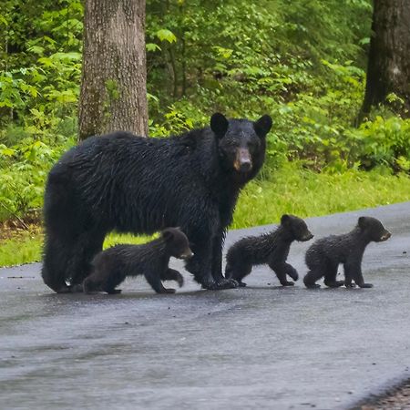 Papa Bear, Hot Tub, Wifi, 1089 Free Tickets Each Paid Day, Dollywood And More Sevierville Εξωτερικό φωτογραφία