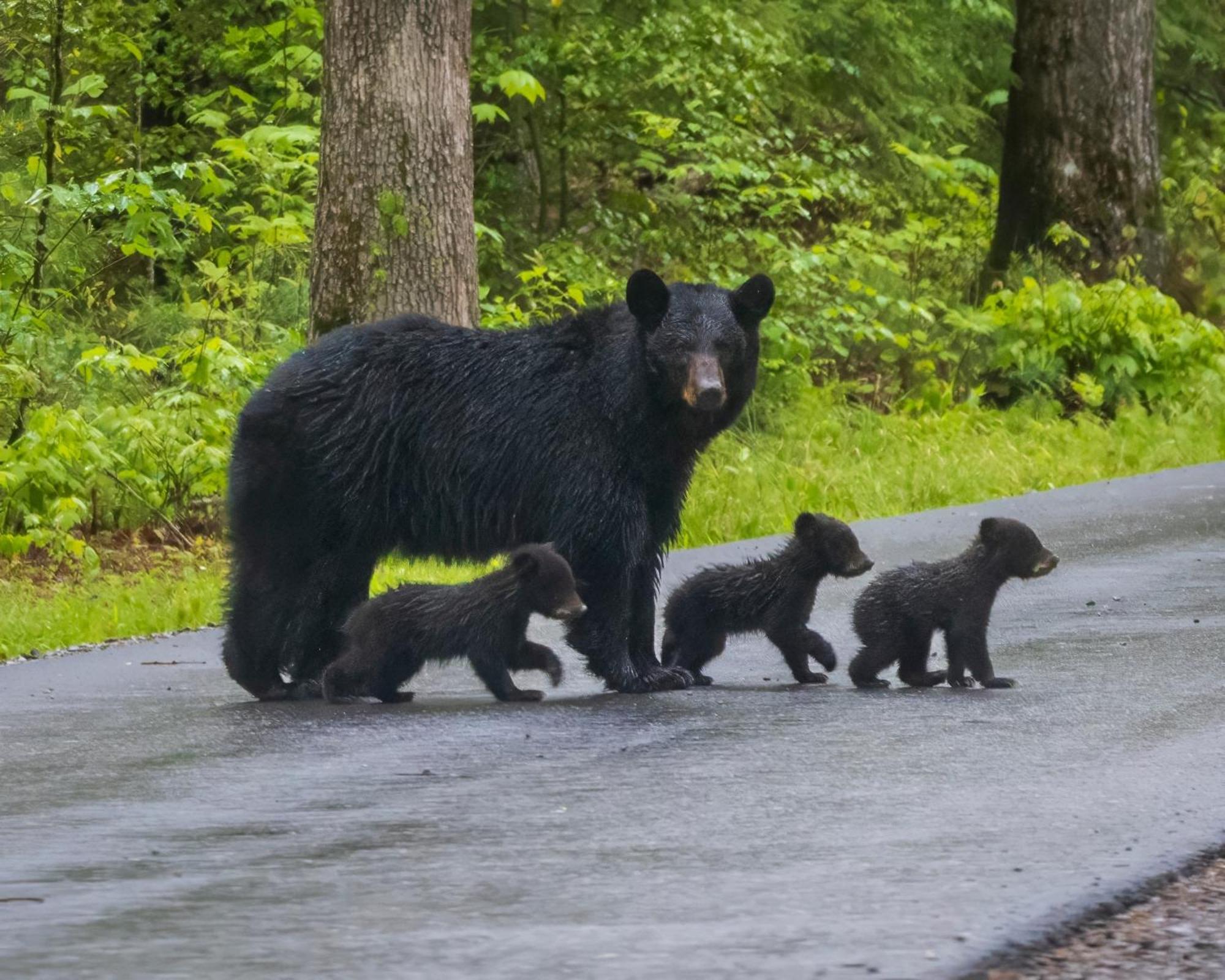 Papa Bear, Hot Tub, Wifi, 1089 Free Tickets Each Paid Day, Dollywood And More Sevierville Εξωτερικό φωτογραφία